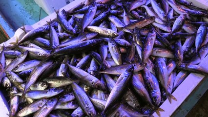 TRABZON - Taze hamsinin kilogramı 20-30 liradan satılıyor