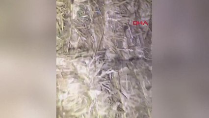 Avustralya'yı milyonlarca fare bastı