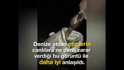 Dev balığın ölüm sebebi yürek sızlattı