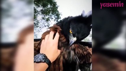 Dünyanın en yırtıcı hayvanı 6 saniyeliğine kendini sevdirirse!