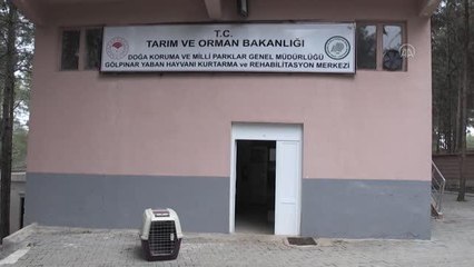 ŞANLIURFA - Kaçak avcıların vurduğu 3 kızıl şahin tedavi altına alındı
