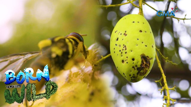 Born to be Wild: Agricultural pests in the Philippines