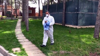 ŞANLIURFA - Kaçak avcıların vurduğu 3 kızıl şahin tedavi altına alındı