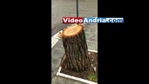 Andria: asfalto danneggiato e alberi tagliati, Piazza Sorelle Agazzi fa ancora discutere