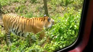 Taiger and me at Bonghobondhu Safari Park BD