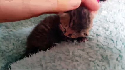 Çift yüzlü doğan kedi görenleri şaşırtıyor
