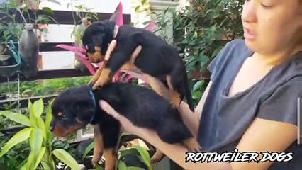 male,female rottweiler puppies