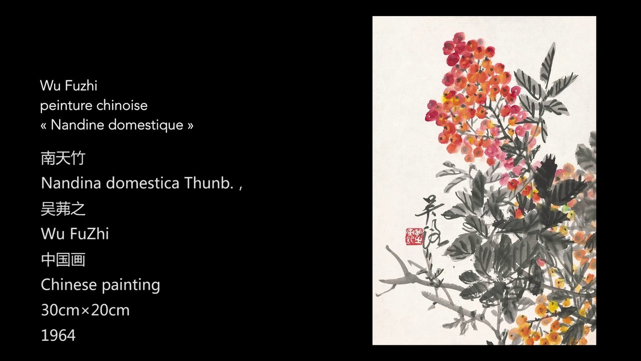 Wu Fuzhi, peinture chinoise, « Nandine domestique »/吴茀之中国画《南天竹》/Nandina Domestica Thunb., Chinese painting by WU Fuzhi