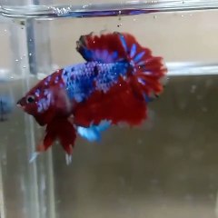 Marble Red Galaxy betta