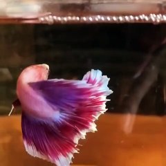 Betta Fish Halfmoon