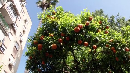 La ville de Séville recycle ses oranges en électricité