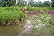 Petani di Pulang Pisau Masih Gunakan Tajak untuk Bertani