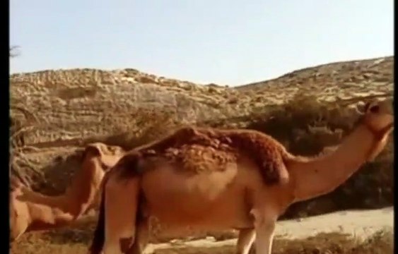 مقطع رائع جدا جدا جدا العنبرامام 300من الصحابه