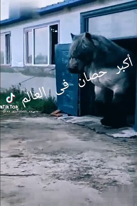 The Horse