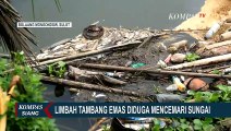 Ikan Sungai Mati Diduga Kena Limbah Tambang Emas di Bolaang Mongondow Sulut