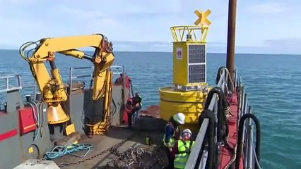 Irland: Neue App warnt Kapitäne und schützt Wale