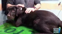 Sindrome da malassorbimento nel cane