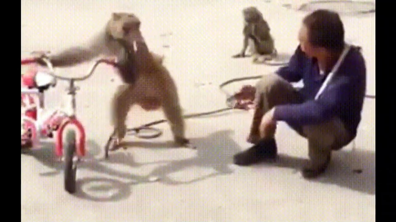 Funniest Monkey  -  cute and funny monkey videos