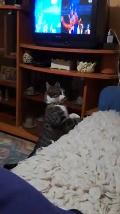 Cat vs Cat