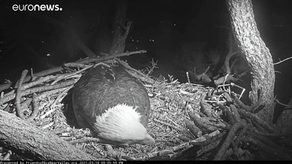 LIVE Webcam der Weißkopfseeadler - Das Schlüpfen steht kurz bevor!