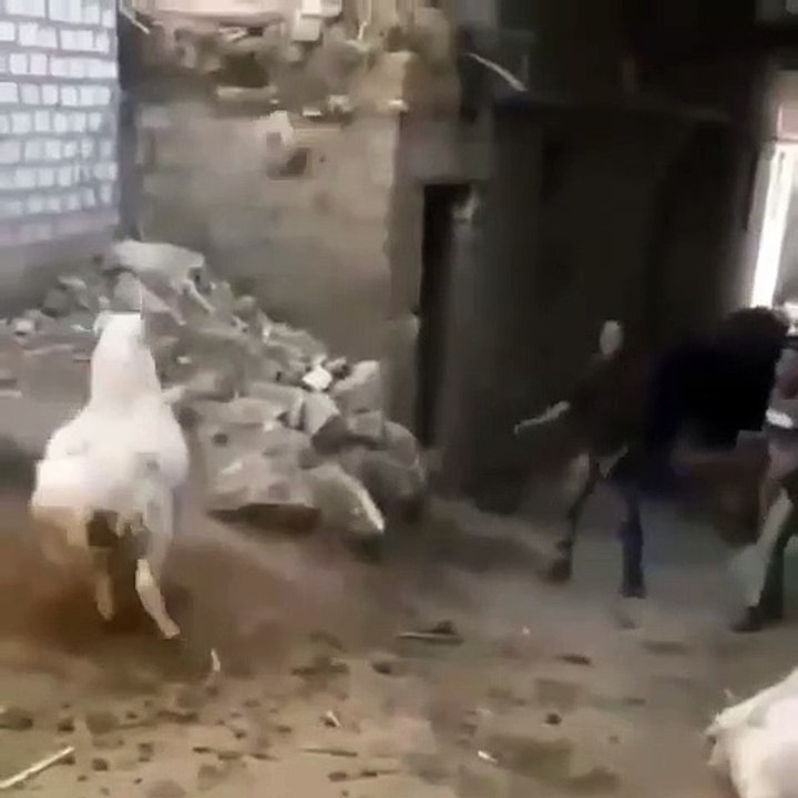 just playing with goat