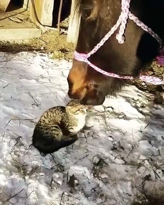 Ce cheval fait un gros calin à un chat... à sa façon