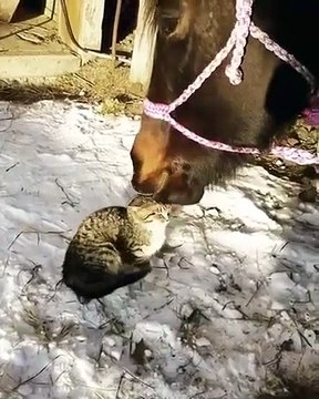 Ce cheval fait un gros calin à un chat... à sa façon