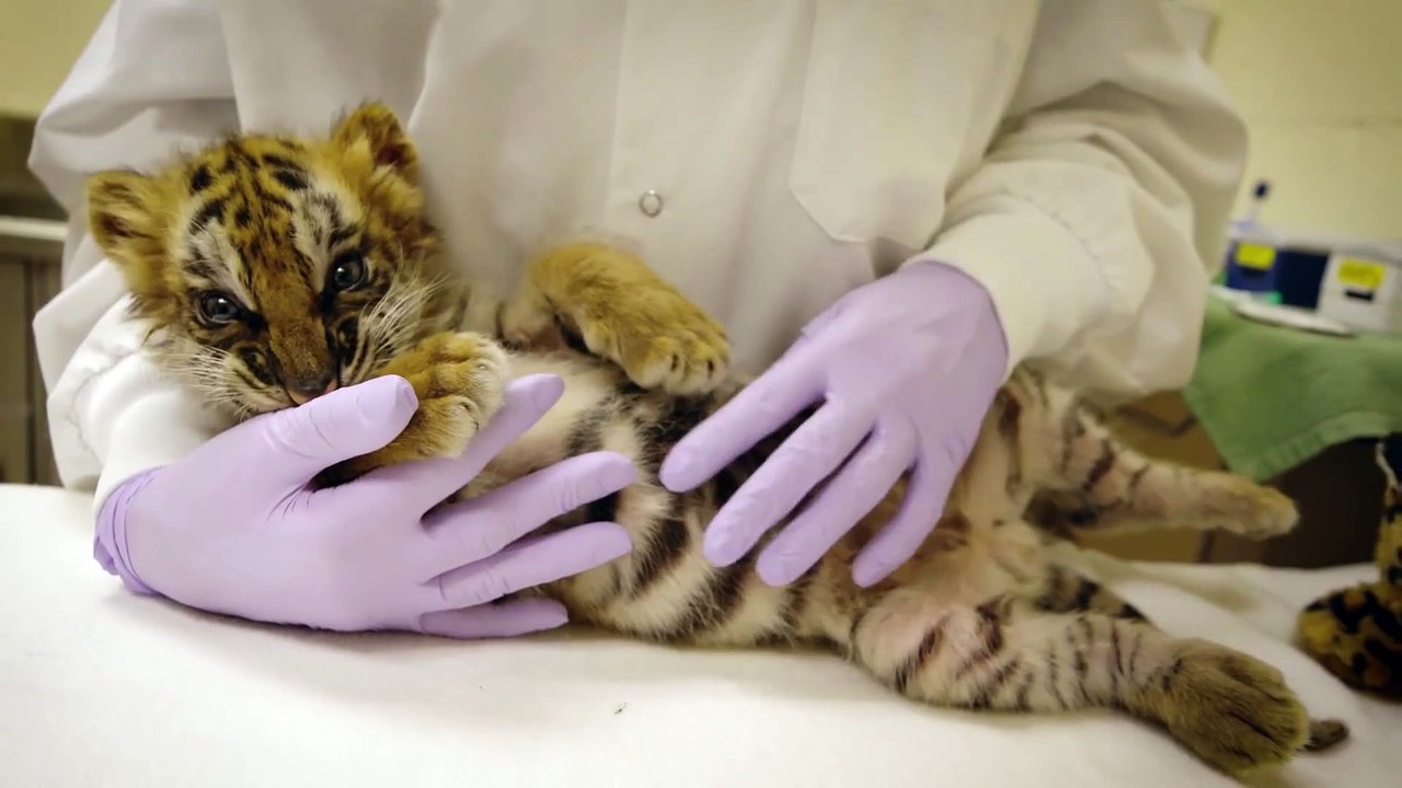 Ce matin on fait un gros calin à un bébé tigre... Adorable