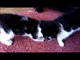 Two Black and White Kittens Playing and Meowing