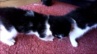 Two Black and White Kittens Playing and Meowing