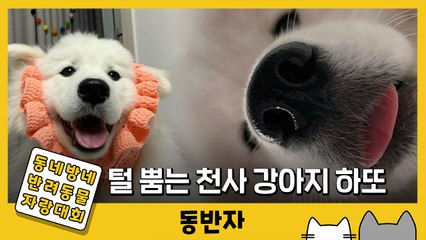 [동반자] 털 뿜는 강아지…매력 치사량 '하또' / YTN