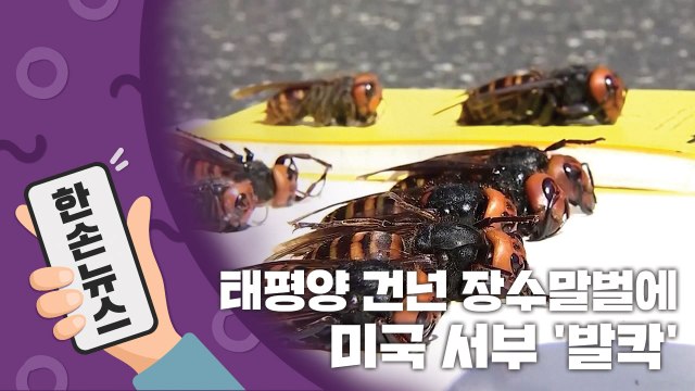 [15초 뉴스] 태평양 건넌 장수말벌...미국·캐나다 등장 '비상' / YTN