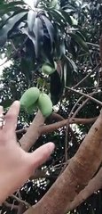 mangga po kayo jan