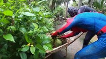 17. SPIDER-MAN vs VENOM in real life COCONUT BATTLE Người Nhện bị Venom cướp dừa