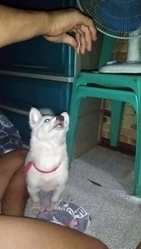 para sa konting piraso ng fried chicken