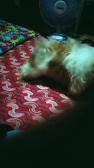 shitzu annoying corgi