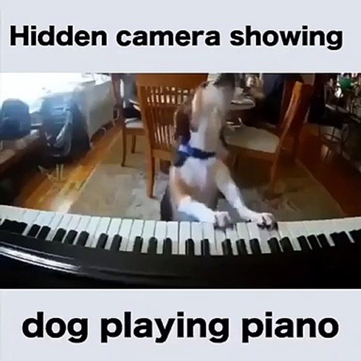 hidden camera showing dog playing piano