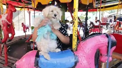 Nicaraguans and their dogs receive St Lazarus blessings