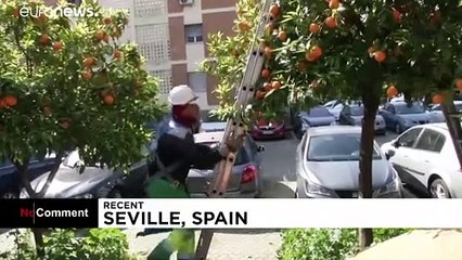 شاهد: في إشبيلية البرتقال المر يُحول إلى كهرباء