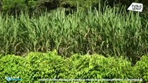 L'agriculture guadeloupéenne se prépare au réchauffement climatique - Positive Outre-mer (18/03/2021)