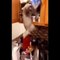 Funniest Cats  - Don't try to hold back Laughter  - Funny Cats Life_4