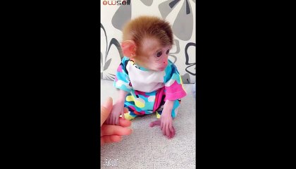 Have you ever seen such a cute little monkey?