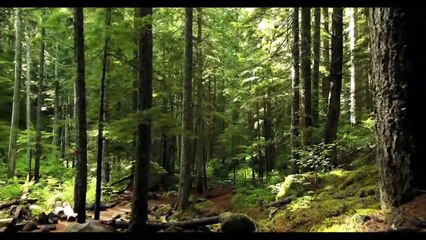 Relaxing Guitar & Meditation Music for Stress Relief & Better Sleep 🎶