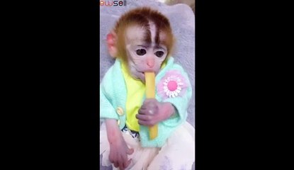 Hello,I am a pocket monkey, nice to meet you