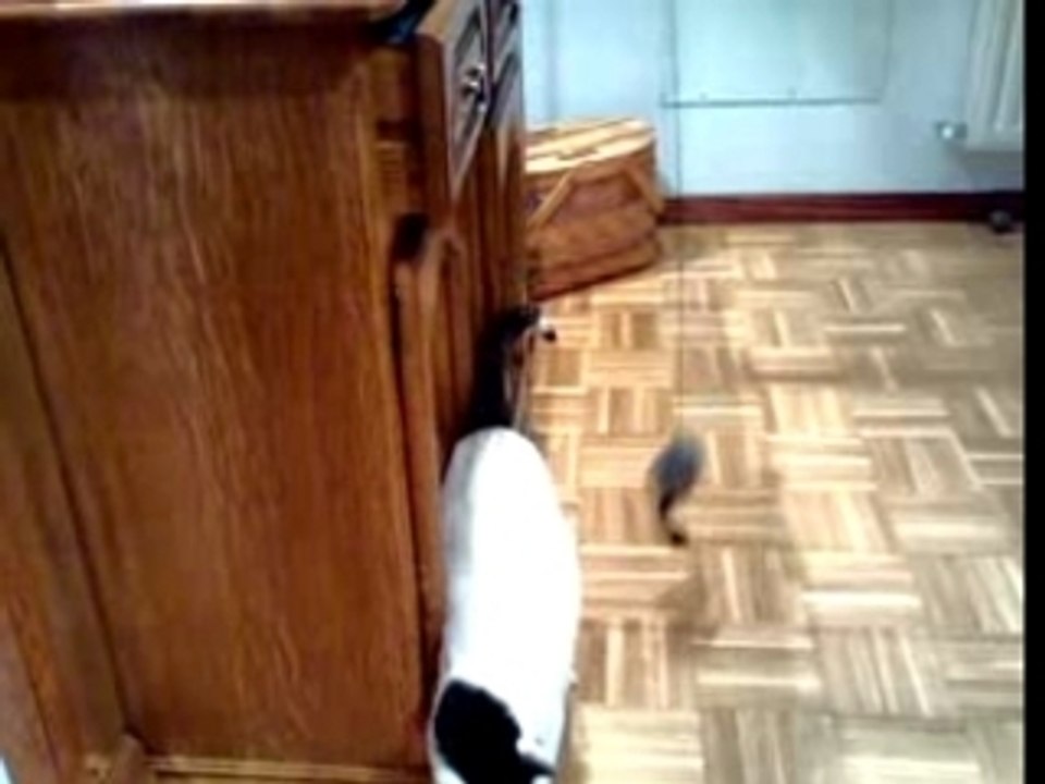 Tchus