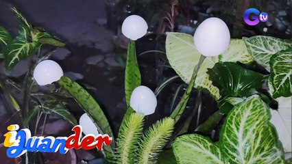 iJuander: Egg shells, bakit nga ba inilalagay sa mga halaman?