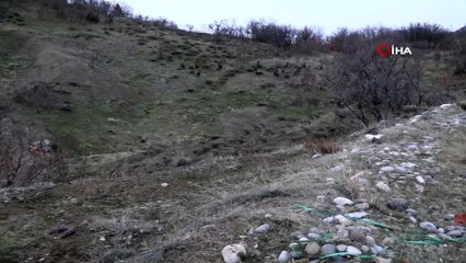 Tunceli’de sürü halinde yola inen domuz sürüsü görüntülendi
