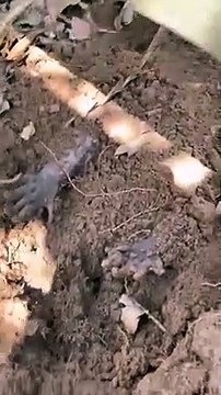 animals in the world