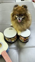 Clever Doggy Drums up a Treat