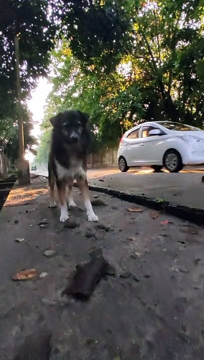 cute dog
